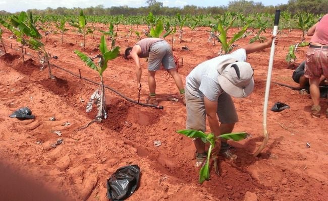 Minister for Northern Australia responds to BCCI re Backpacker Tax Minister for Northern Australia responds to BCCI re Backpacker Tax